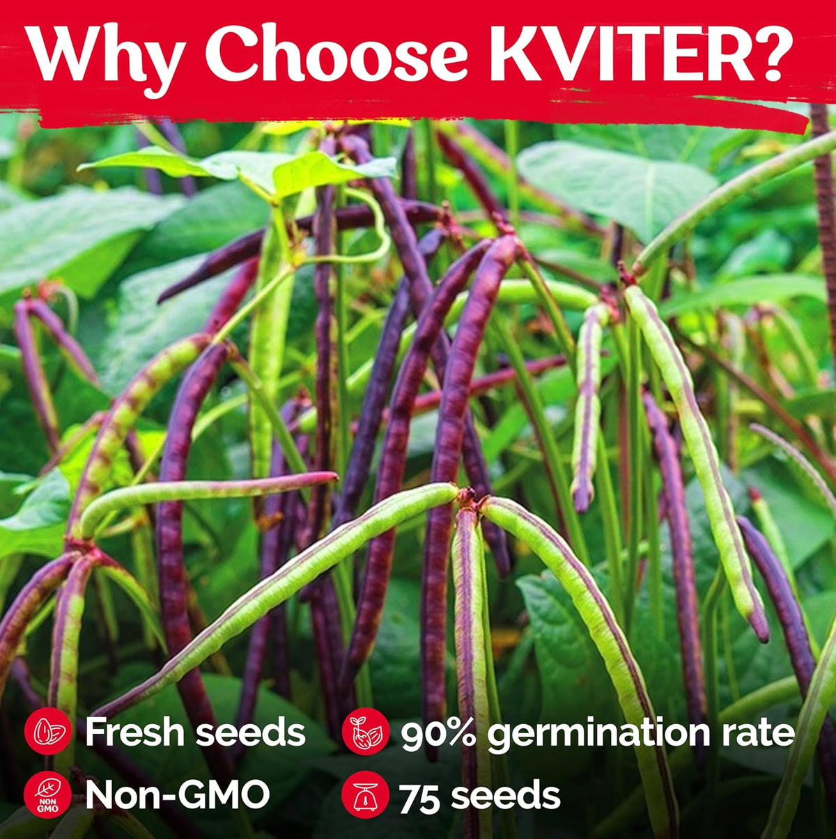 KVITER 75 Top Pick Pinkeye Cow Pea Seeds for Planting (Vigna Unguiculata) – Field Pea, Bush Purple
