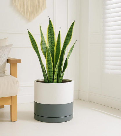 D'vine Dev 12 Inch Ceramic Planter Pot with Drainage Hole and Saucer, Indoor Cylinder Round Planter