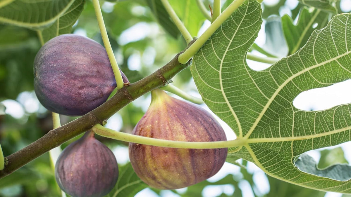 Patio Fruit Plant Variety Pack - 4 Live Starter Plants - One Each of Fig Tree, Blueberry