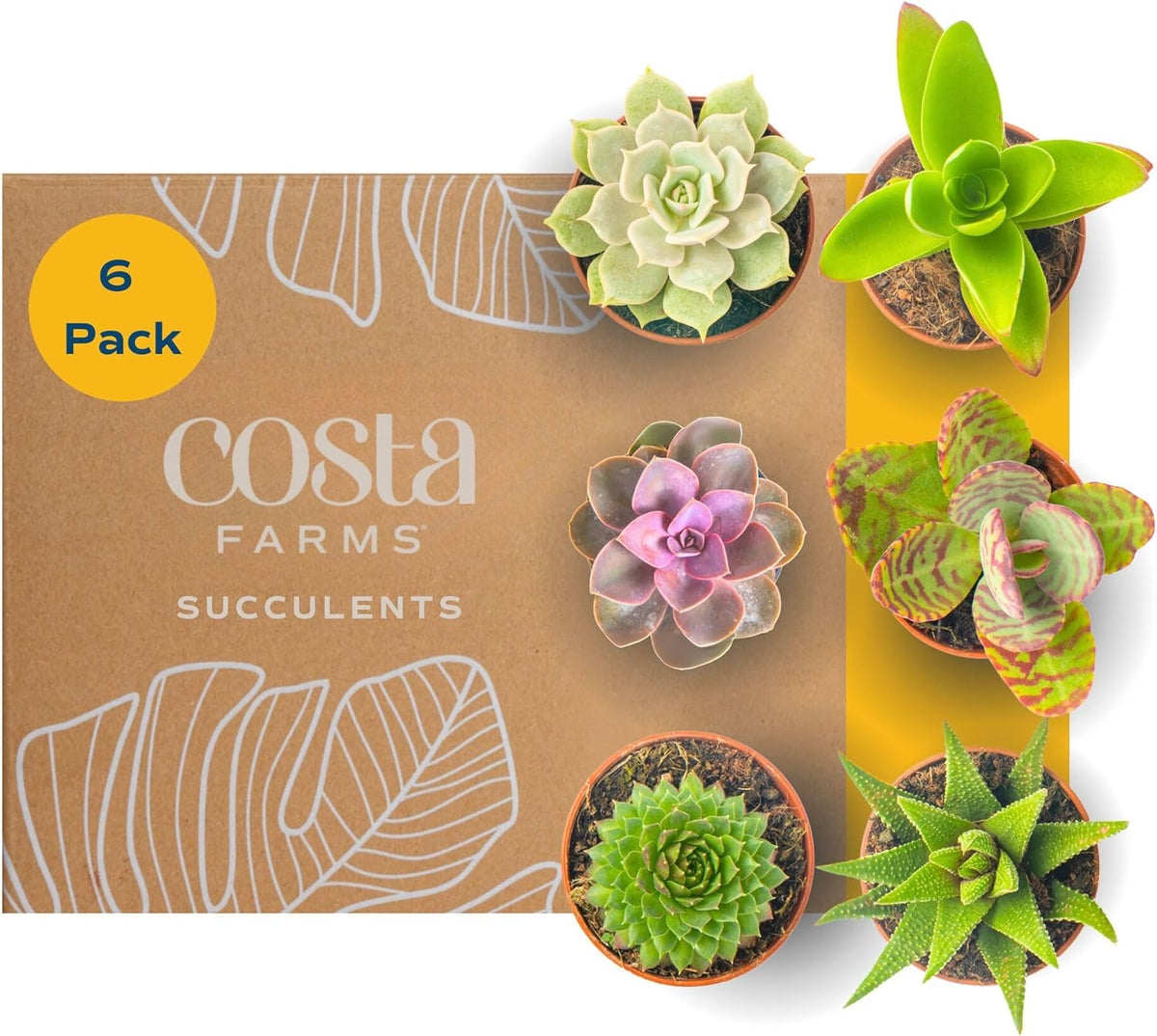 Costa Farms Mini Succulent Live Plants in Plastic Pots, Easy to Maintain Indoor Succulents