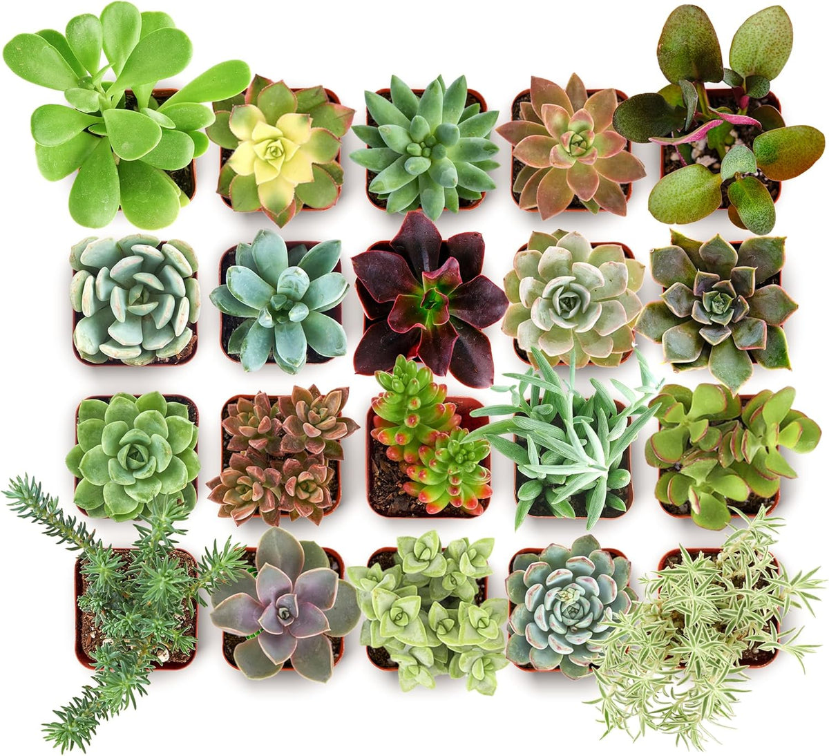 Shop Succulents Collectors Succulent Plant Pack Collection - Live Mini Succulent Plants, Low
