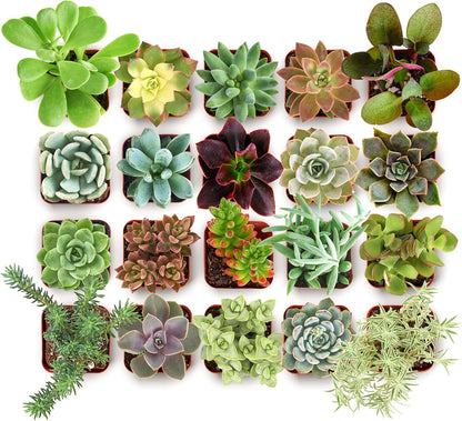 Shop Succulents Collectors Succulent Plant Pack Collection - Live Mini Succulent Plants, Low