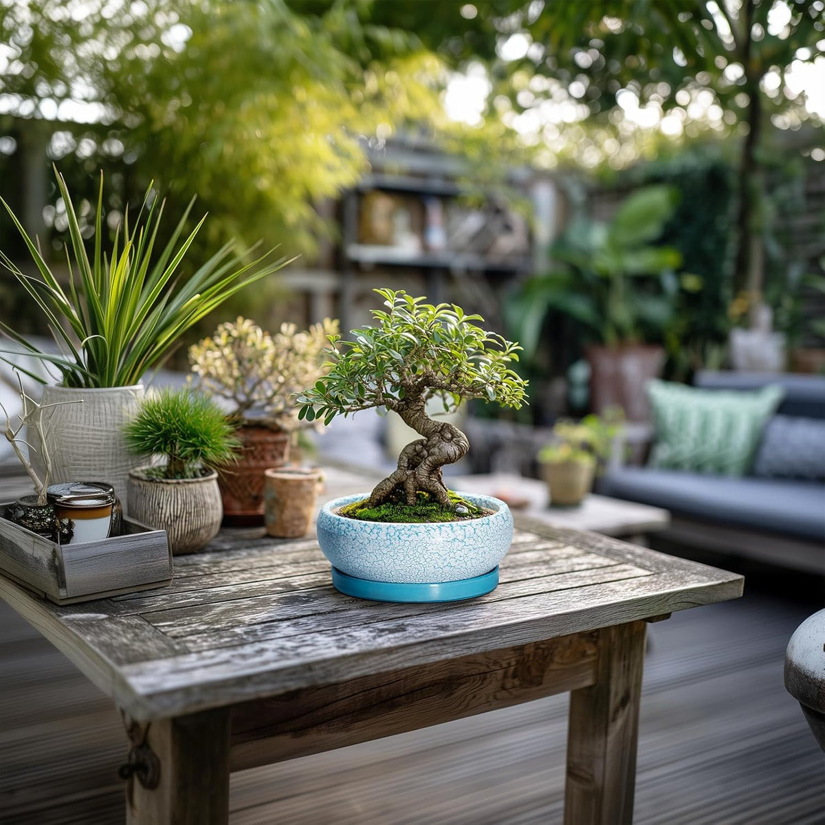 Bonsai Pots Small - 6 Inch Succulent Pots with Drainage Hole and Saucer, Succulent Planters for