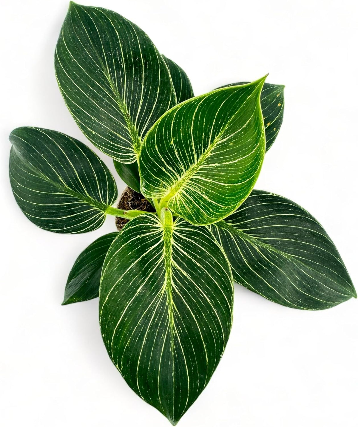 Philodendron Birken Live Plant | Indoor House Plant for Home Decor, Room Decor, Office Decor | Air