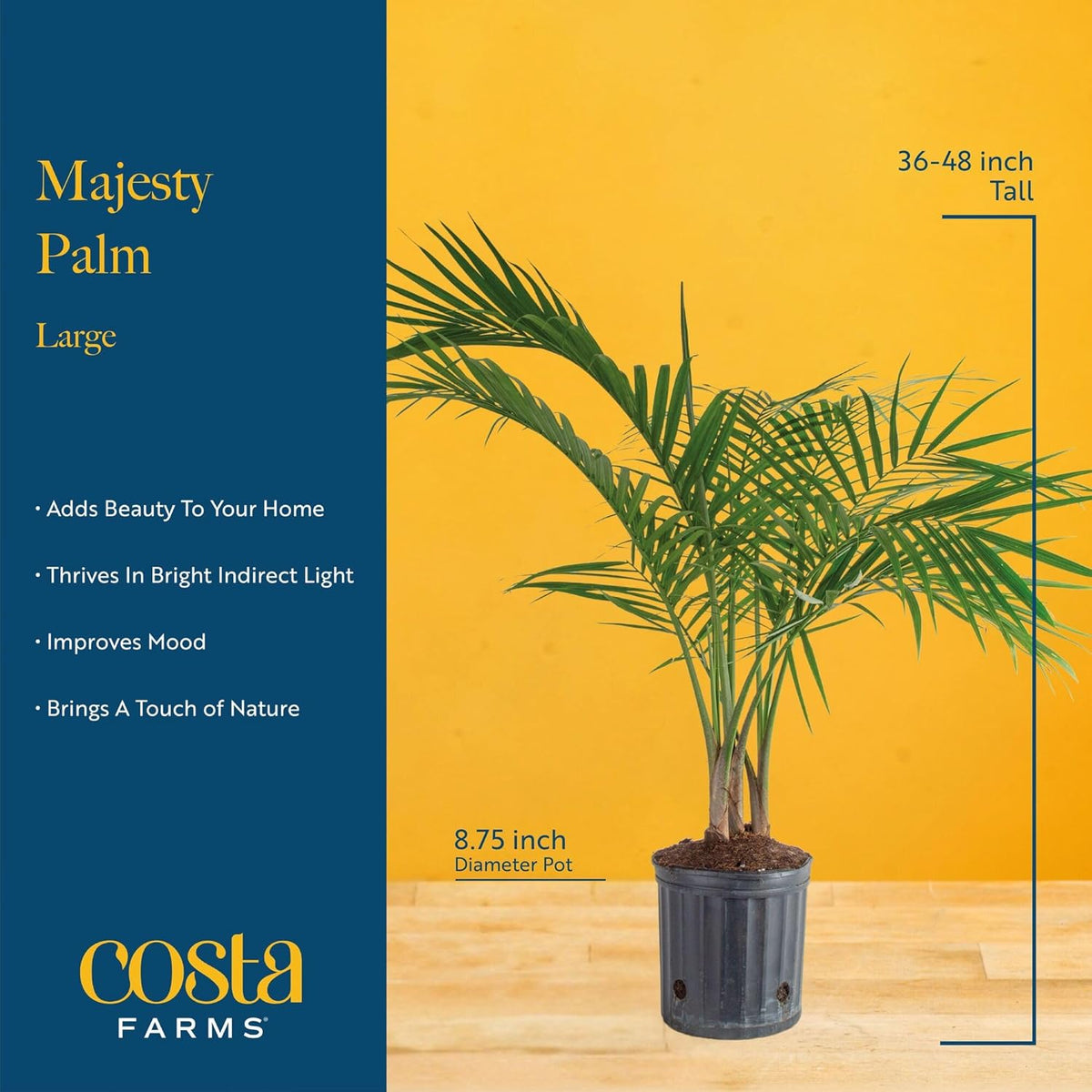 Costa Farms Majesty Palm Live Plant, Live Indoor and Outdoor Palm Tree, Potted in Modern Décor