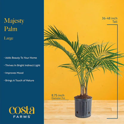 Costa Farms Majesty Palm Live Plant, Indoor and Outdoor Live Palm Tree, Potted in Premium Decor