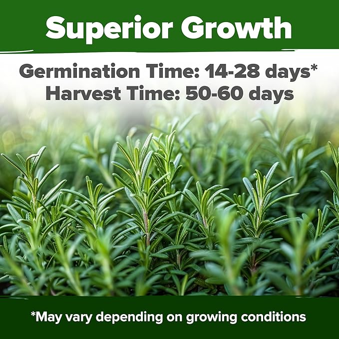 HOME GROWN 𝗨𝗦𝗔 𝗣𝗥𝗘𝗠𝗜𝗨𝗠 Rosemary Seeds Pack - 150 High Germinating 𝗡𝗢𝗡-𝗚𝗠𝗢 Heirloom