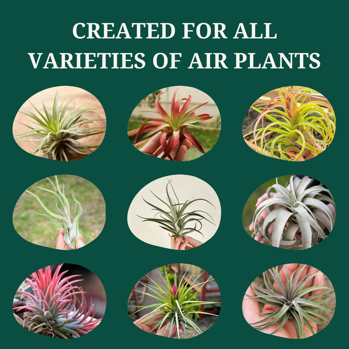 Cute Farms Tillandsia Air Plant Fertilizer | Gentle Weekly Use Formula Plant Food | Formulated