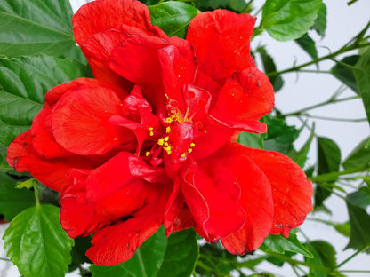 Live Hibiscus Plant - Tropical Flowering Tree - Red Double Flower - Overall Height 38" to 44"