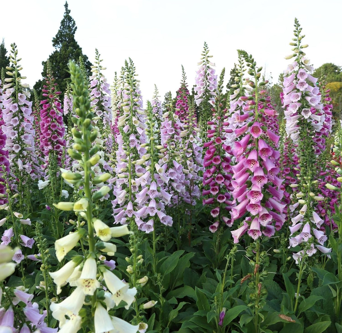 Clovers Garden Foxglove (Digitalis purpurea) Camelot Mix Plants – Two (2) Live Plants – Non-GMO