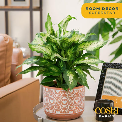Costa Farms Dieffenbachia, Live Indoor Plant in Décor Plant Pot, Potted Houseplant in Potting Soil