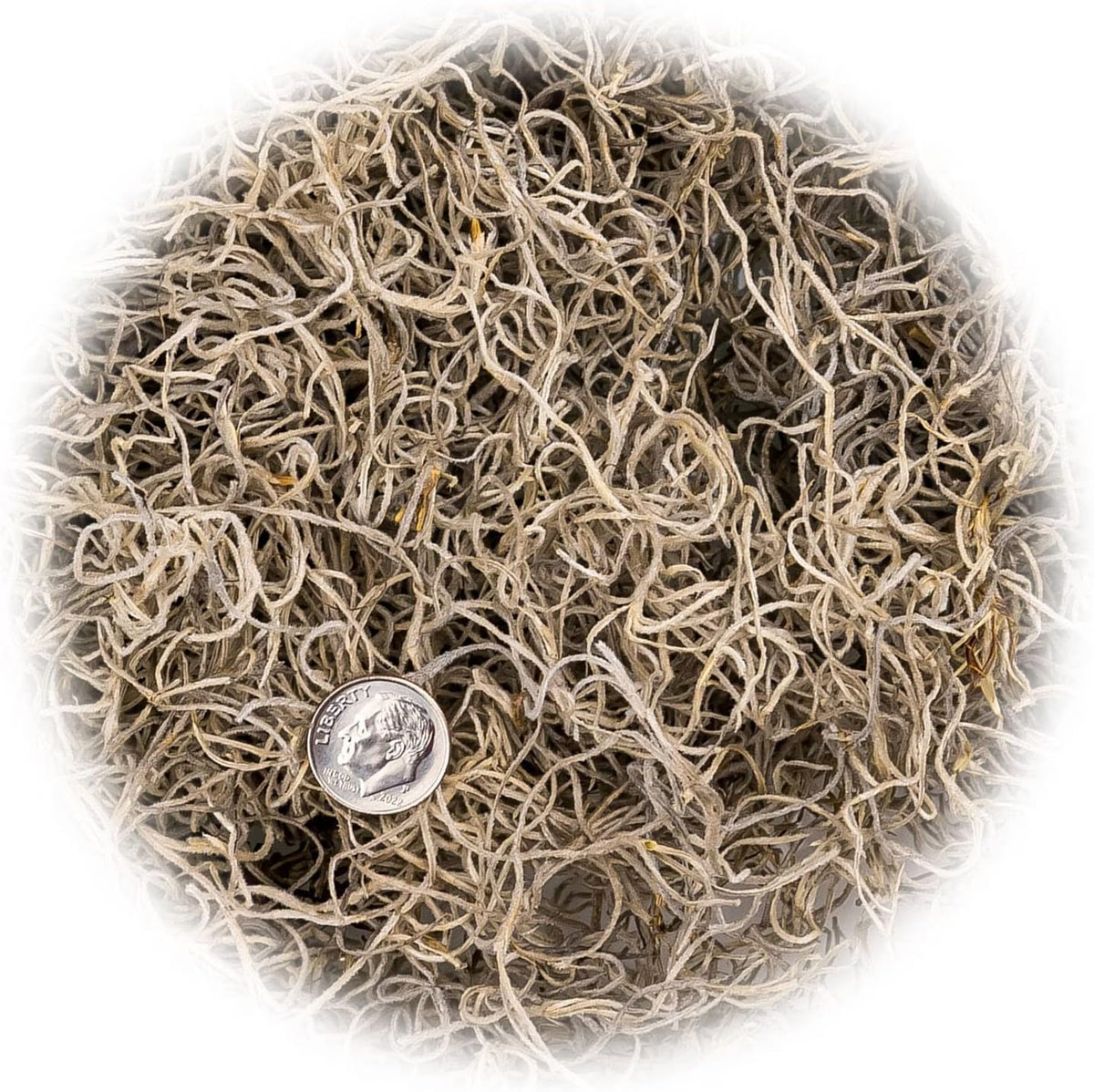 Gardenera Premium Natural Spanish Moss Natural Preserved - Great Ground Cover - Filler for Potted