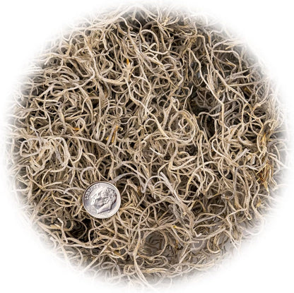 Gardenera Premium Natural Spanish Moss Natural Preserved - Great Ground Cover - Filler for Potted