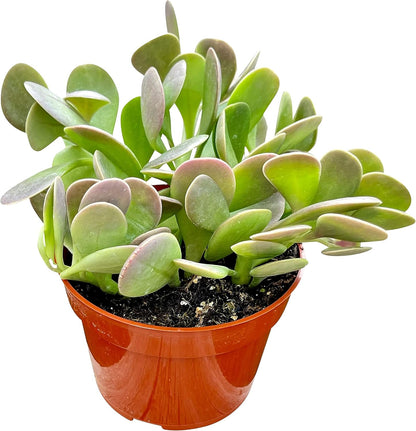 Live Succulent, 4" Senecio Jacobsenii Trailing Jade, Succulents Plants Live, Succulent Plants Fully