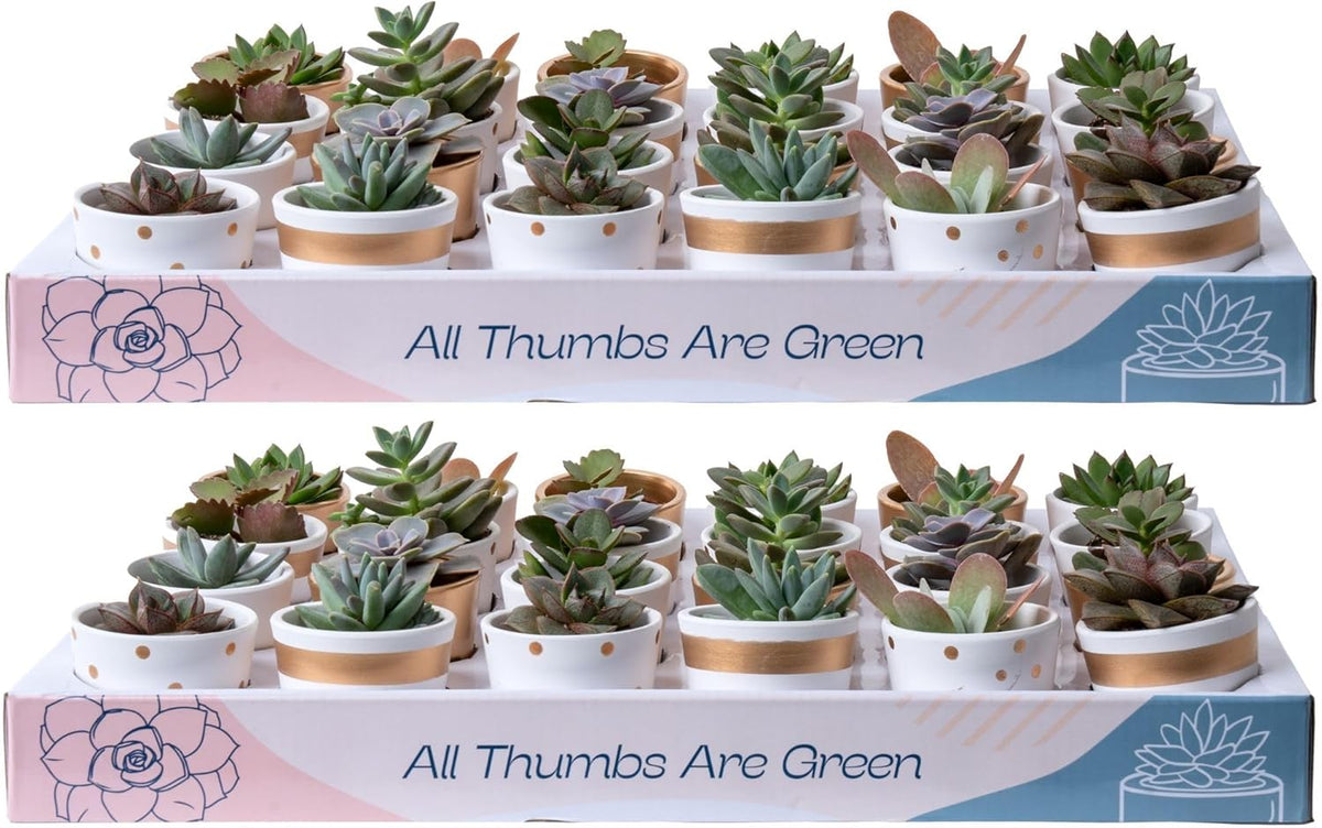 Costa Farms Mini Succulent Live Plants in Decorative Pots, Easy to Maintain Indoor Succulents