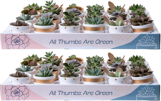 Costa Farms Mini Succulent Live Plants in Decorative Pots, Easy to Maintain Indoor Succulents