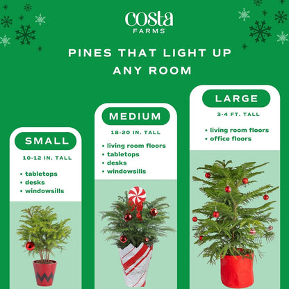 Costa Farms Live Christmas Tree, 18 to 20-Inches Tall, Decorated with Christmas Gift Wrap