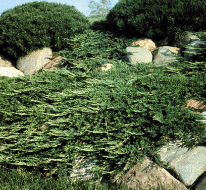 Prince of Wales Juniper - 20 Live Plants - Drought Tolerant Cold Hardy Evergreen Ground Cover