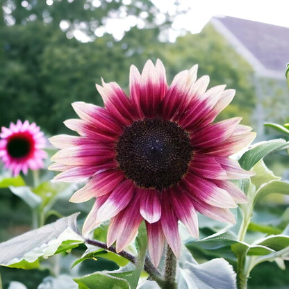50pcs Rare Strawberry Pink Sunflower Seeds - Non-GMO Heirloom, Easy Grow Instructions Included