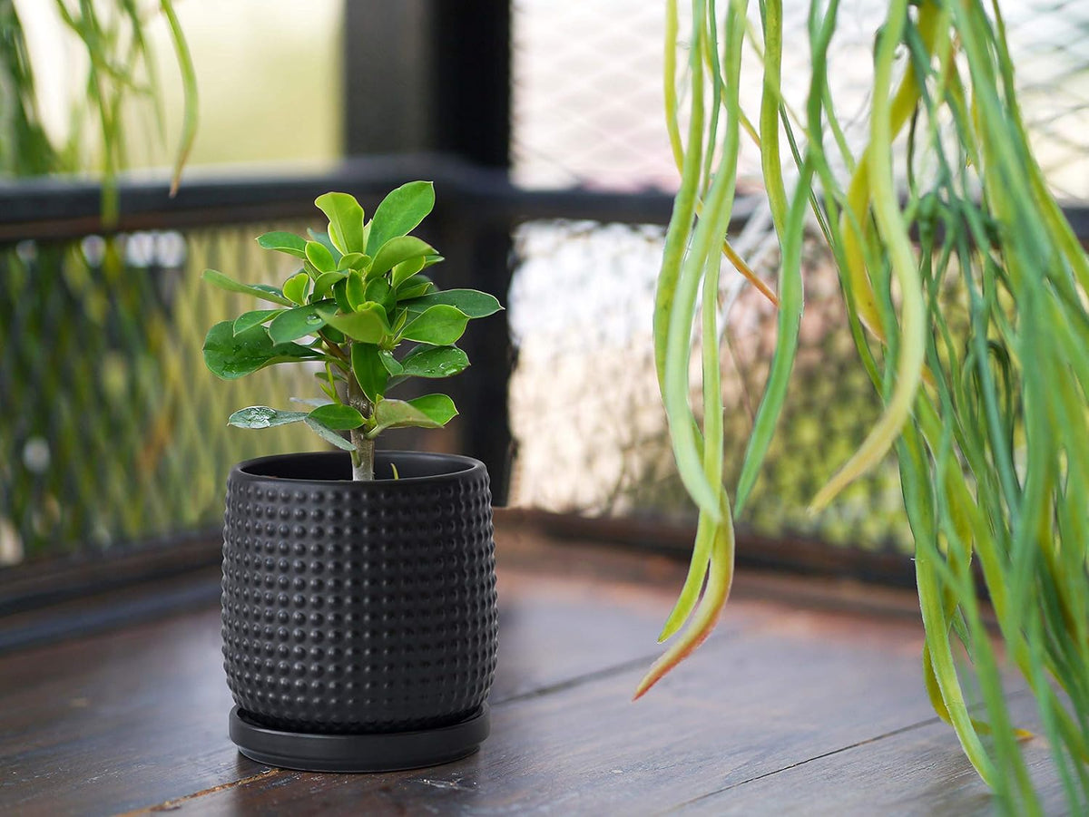D'vine Dev Set of 2 Ceramic Plants Pots, 4 Inch Beaded Stoneware Flower Pot for Plants with