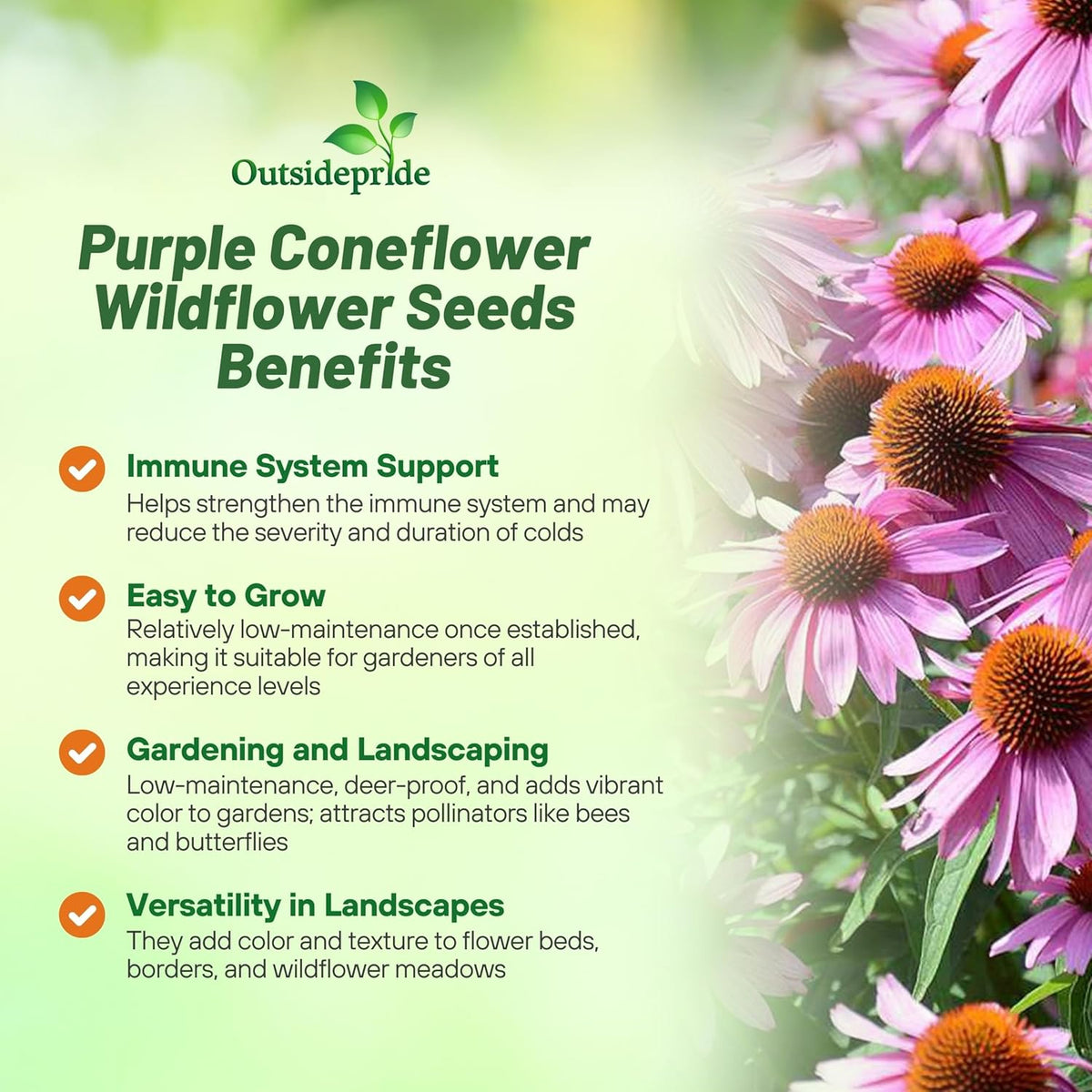 Outsidepride Purple Echinacea Coneflower Seeds - 1 lb Perennial, Deer-Proof & Drought Tolerant