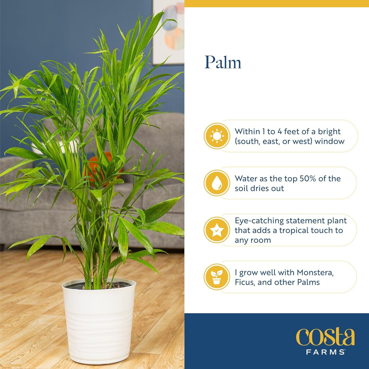 Costa Farms Majesty Palm Live Plant, Live Indoor and Outdoor Palm Tree, Potted in Modern Décor