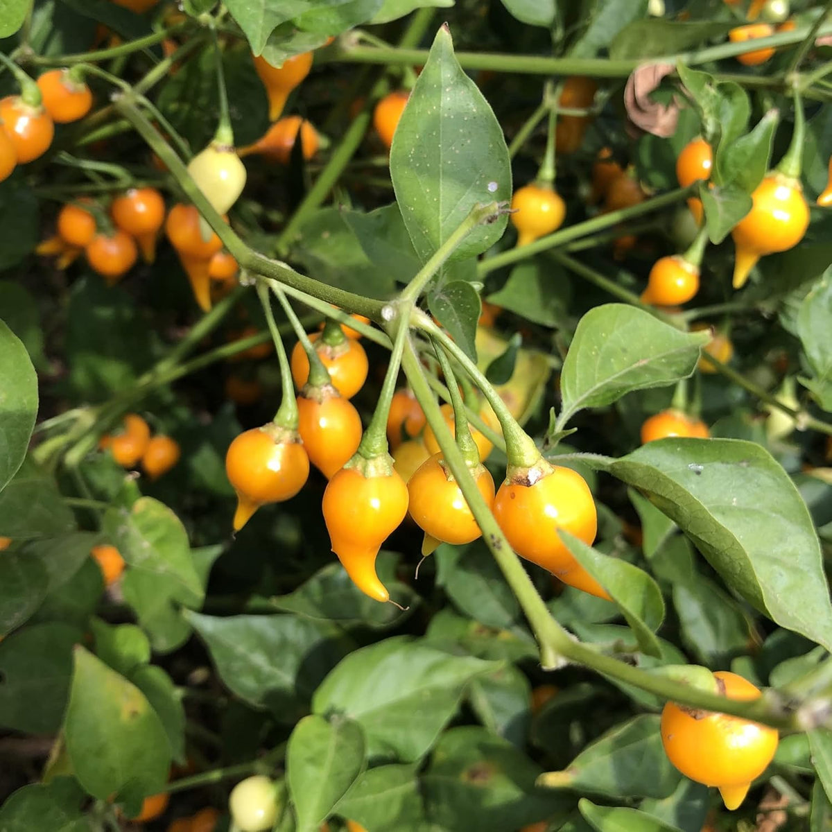 Biquinho Yellow Hot Pepper Seeds - 0.25 Oz ~1250 Seeds - Non-GMO, Heirloom - Vegetable Garden