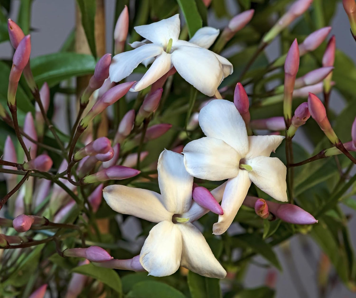 Pink Jasmine Vine - Jasminum Polyanthum - Fragrant & Blooming, Perfect for Indoor/Outdoor Decor (4