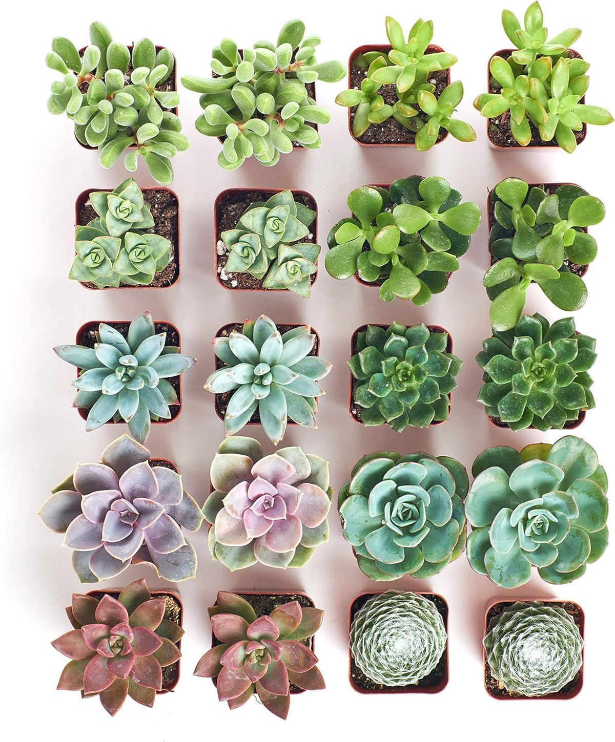 Shop Succulents Assorted Succulent Plant Pack Bulk Collection - Live Mini Succulent Plants, Low