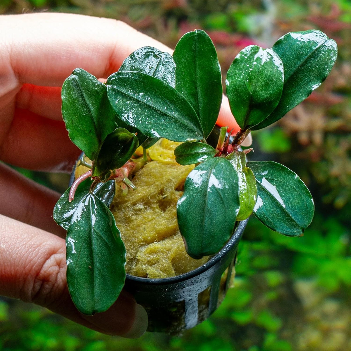 SubstrateSource Live Plants - Bucephalandra Theia - Low Light, Green, Red, Purple Accent for