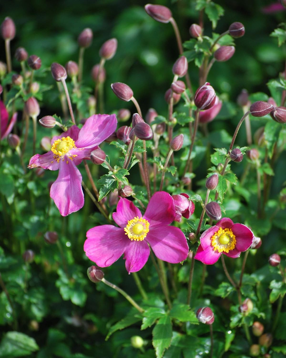 Perennial Farm Anemone x Hybrida Fantasy™ 'Red Riding Hood' – Live Windflower in #1 Container