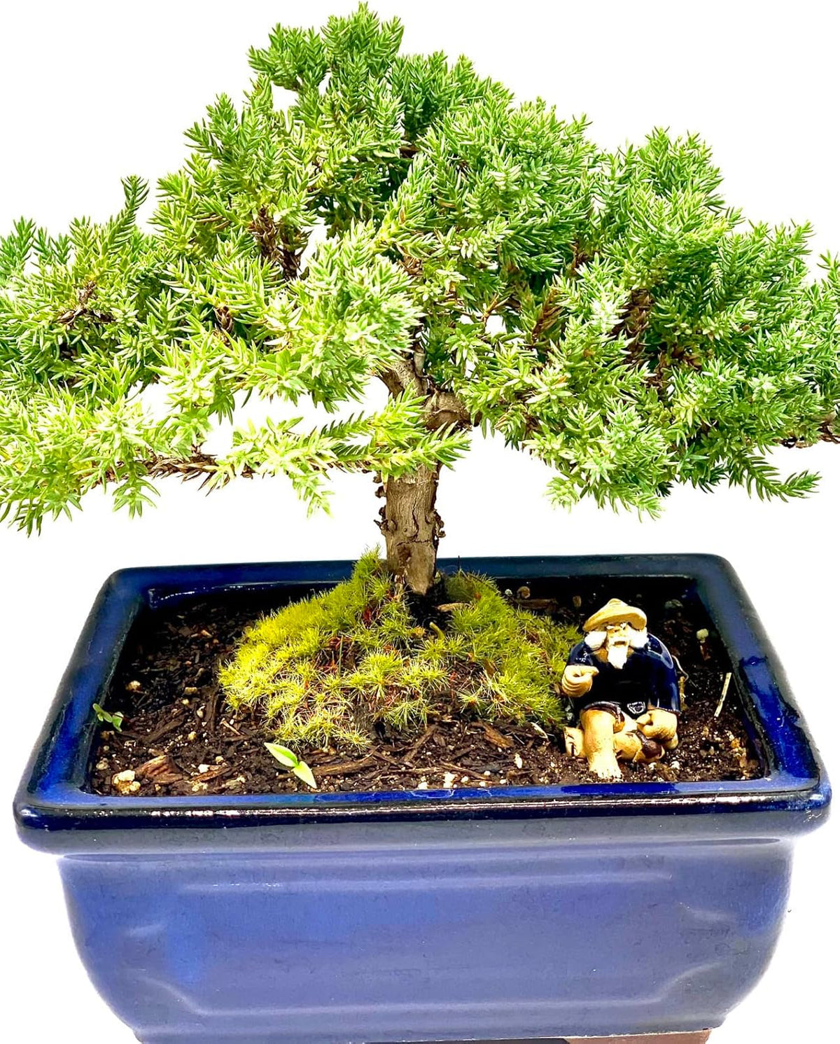 Live Dwarf Juniper Bonsai Tree 7 Year Old | Juniper or Jade Bonsai Tree | Indoor/Outdoor | 100%