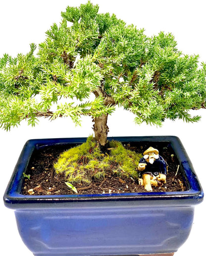 Live Dwarf Juniper Bonsai Tree 7 Year Old | Juniper or Jade Bonsai Tree | Indoor/Outdoor | 100%