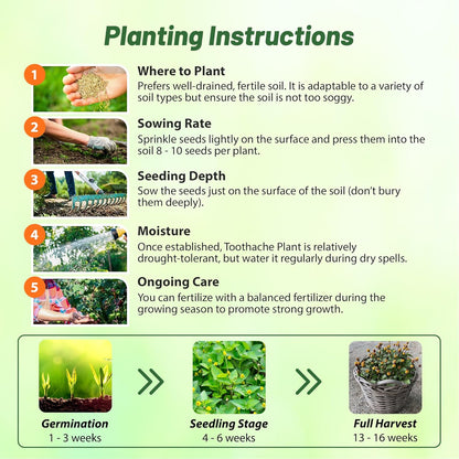 Outsidepride Toothache Plant Seeds - 5000 Pcs. Perennial, Easy to Grow & Pollinator Friendly, Herb