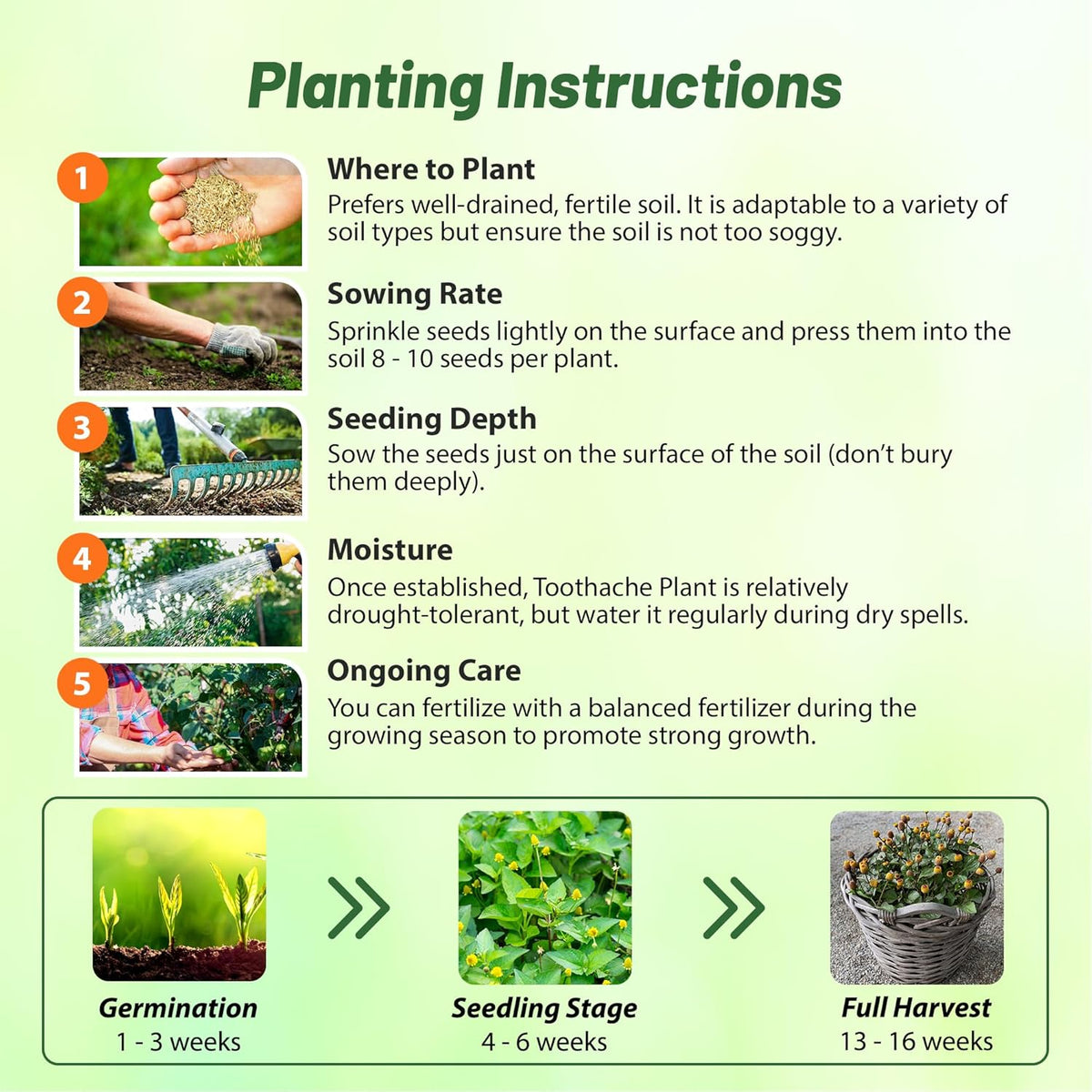 Outsidepride Toothache Plant Seeds - 10000 Pcs. Perennial, Easy to Grow & Pollinator Friendly, Herb