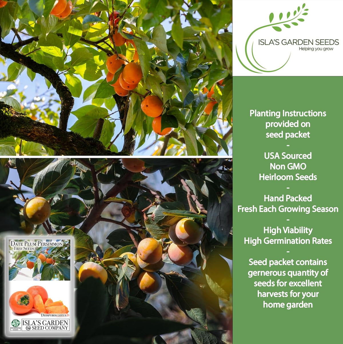 Date Plum Persimmon Tree Seeds (Diospyros Lotus) – 30+ Non-GMO & Heirloom Seeds, Exotic & Rare