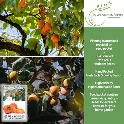 Date Plum Persimmon Tree Seeds (Diospyros Lotus) – 30+ Non-GMO & Heirloom Seeds, Exotic & Rare