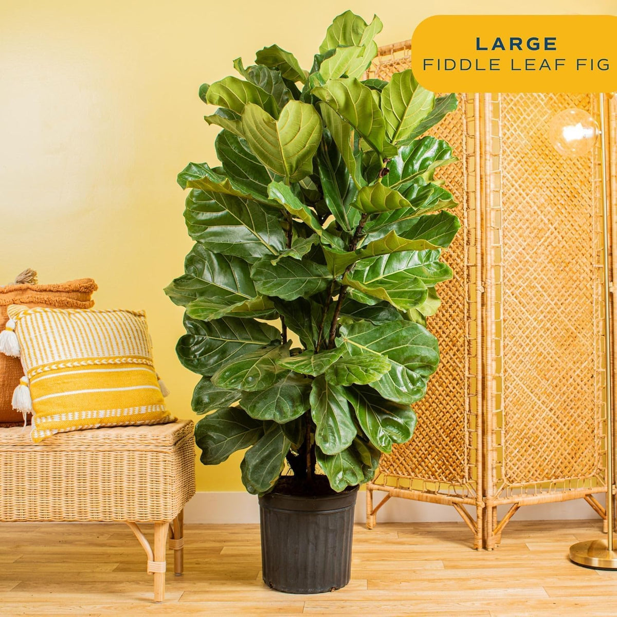 Costa Farms Fiddle Leaf Fig Tree Plant, Live Ficus Lyrata, Live Indoor Plant in Nursery Plant Pot