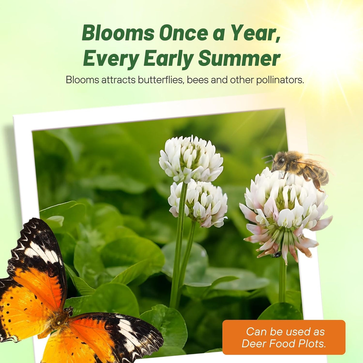 Outsidepride Perennial White Dutch Clover Seed - 40 lbs. Nitrocoated, Inoculated Clover Seeds for