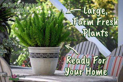 Foxtail Fern Plant - Live Asparagus Fern - 3 Gallon Pot - Overall Height 20" to 24" - Tropical