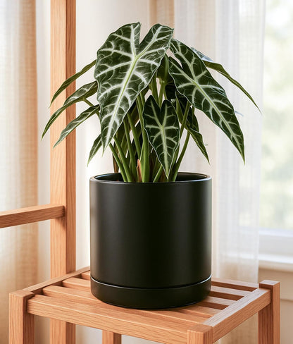 D'vine Dev 10 Inch Ceramic Planter Pot with Drainage Hole and Saucer, Indoor Cylinder Round Planter