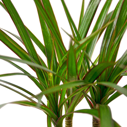 Dracaena Marginata Cane Live Plant for Indoor | Different Houseplants in 4'' & 6'' Pot | Real House