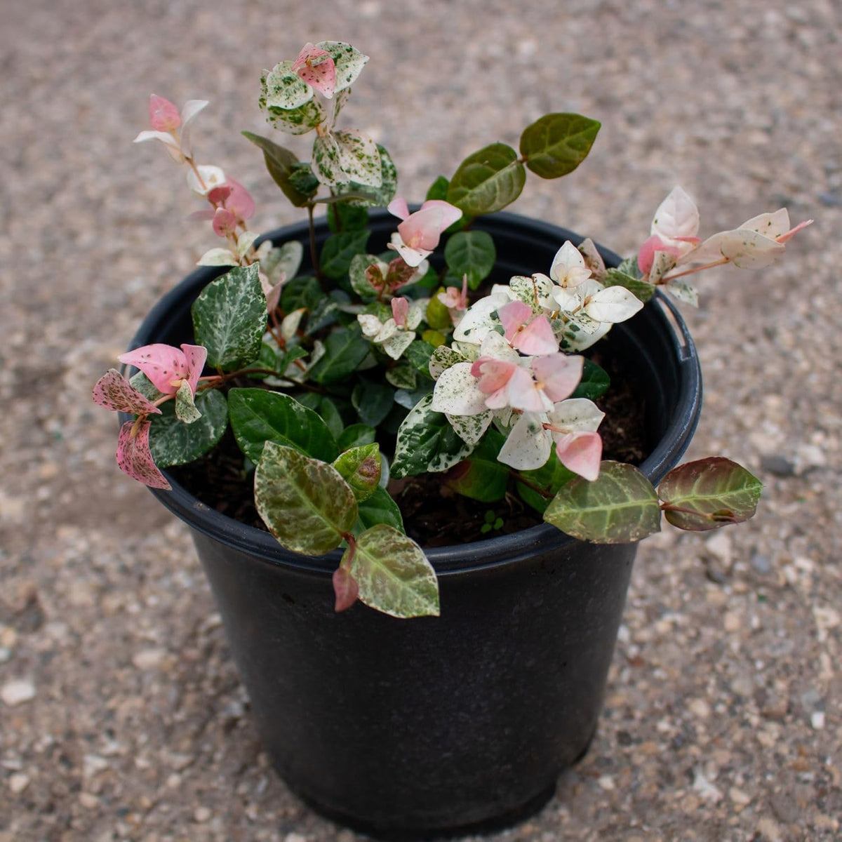 American Plant Exchange Snow & Summer Jasmine – 6-Inch with Pot – Live Fragrant Flowering Climbing