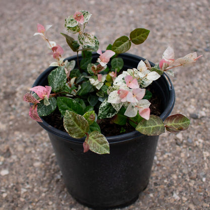 American Plant Exchange Snow & Summer Jasmine – 6-Inch with Pot – Live Fragrant Flowering Climbing