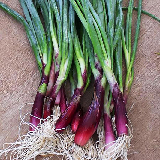 Green Onion Scallion Seeds Scarlet Bandito - Produces a Beautiful Scarlet red hue with flecks of