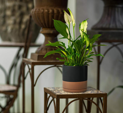 D'vine Dev 8 Inch Ceramic Planter Pot with Drainage Hole and Saucer, Indoor Cylinder Round Planter