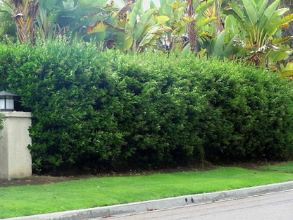 Ligustrum Waxleaf Privet - 3 Live Plants 2" Pot Size - Evergreen Privacy Hedge