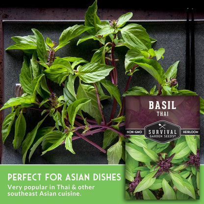 Survival Garden Seeds - Thai Basil Seed for Planting - 5 Packets with Instructions to Plant and