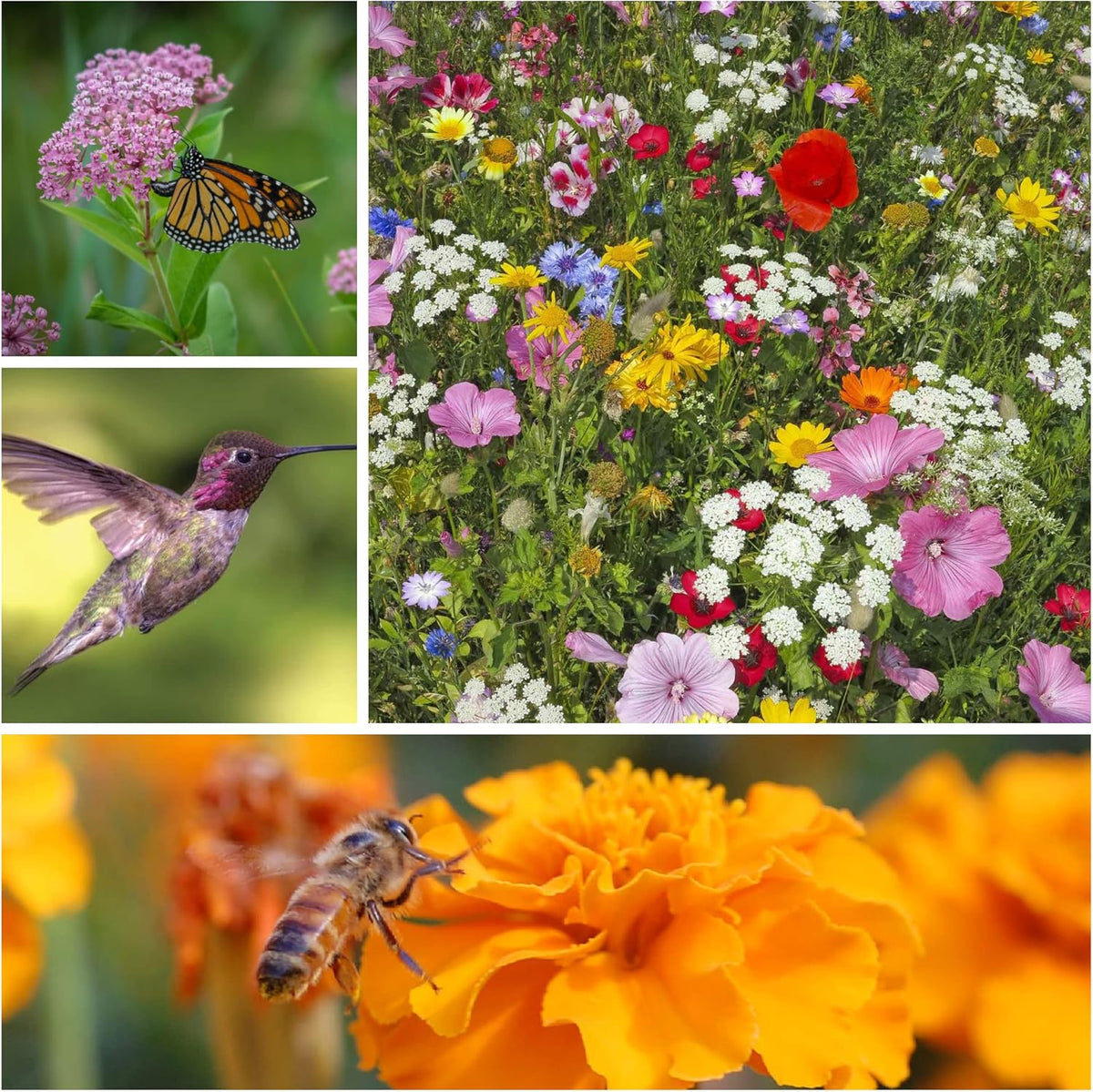 Wildflower Seeds Collection - 500,000+ Bulk Seeds - 6 Different Mixes Including Hummingbird &