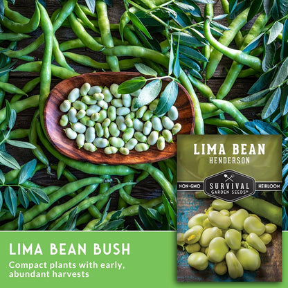 Lima Bean Seeds for Planting – Henderson Butter Bean Seeds for Gardens & Classroom Science